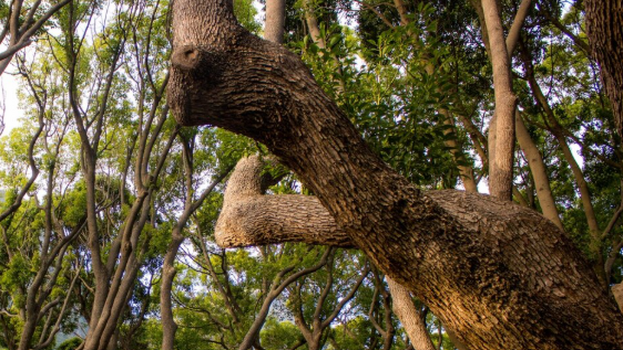 В тропических лесах Квинсленда выявлено уникаль...