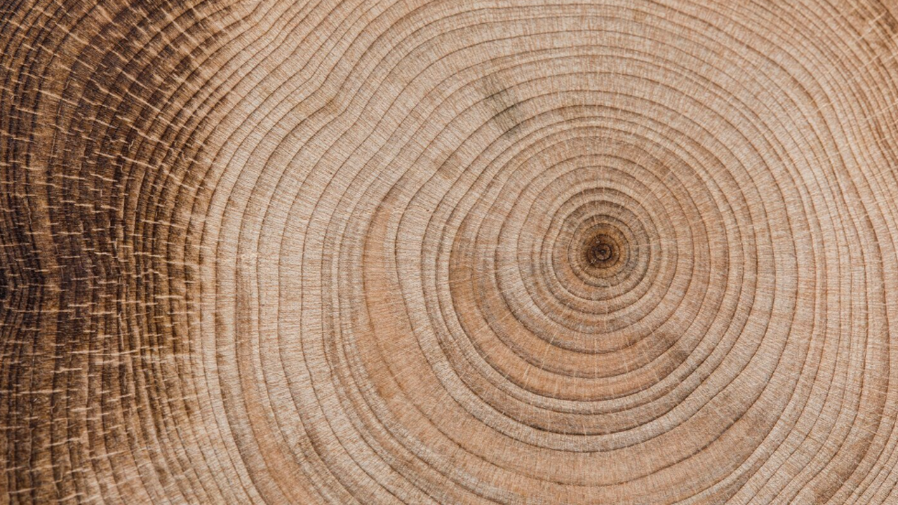 В журнале Dendrochronologia была опубликована с...