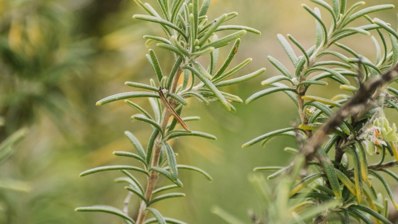 В недавнем исследовании, опубликованном в журна...