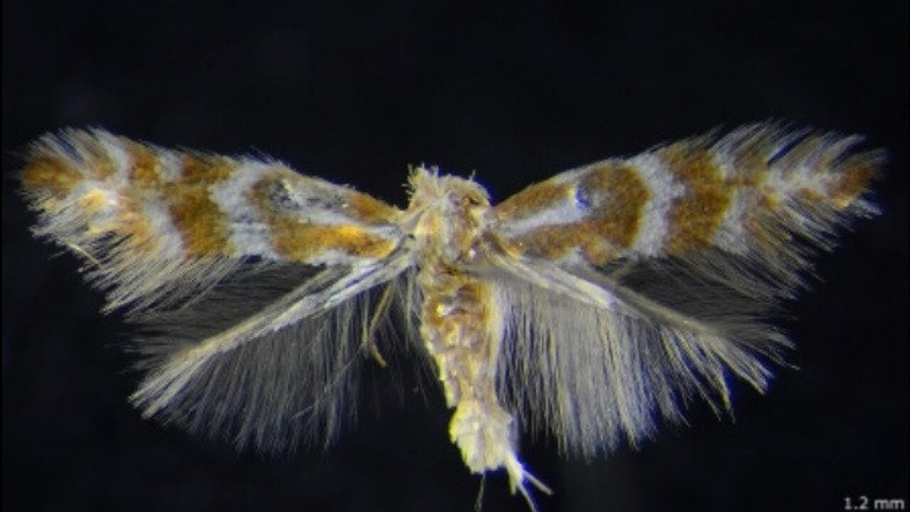 Phyllonorycter ivani: ученые ИЛ СО РАН открыли в Сибири новый вид насекомого В Красноярске исследователи из Федерального исс...