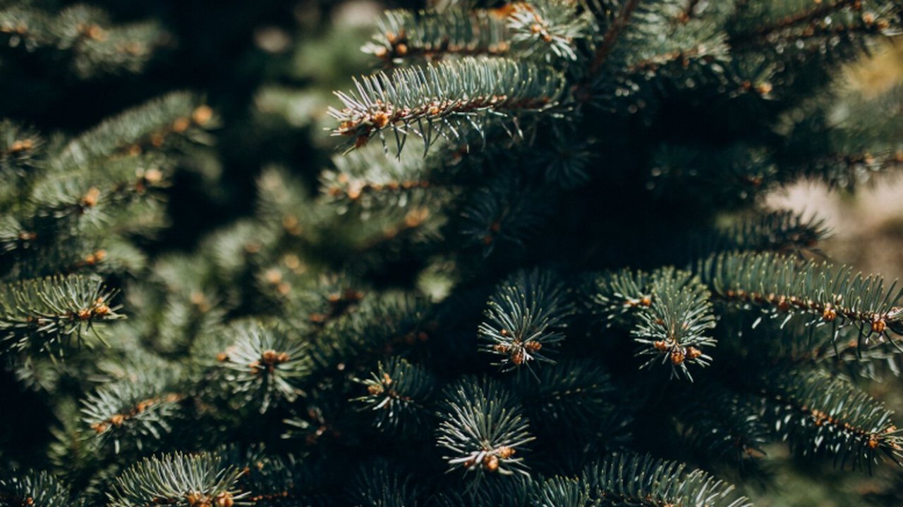 Российские исследователи нашли способ использовать ель в создании новых лекарств Российские исследователи из Красноярского научн...