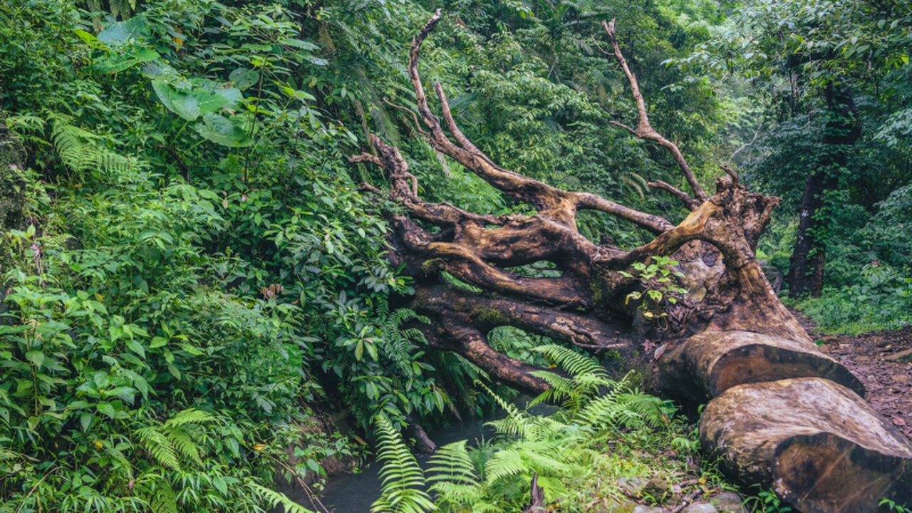В Австралии выявлен новый вид деревьев, получив...