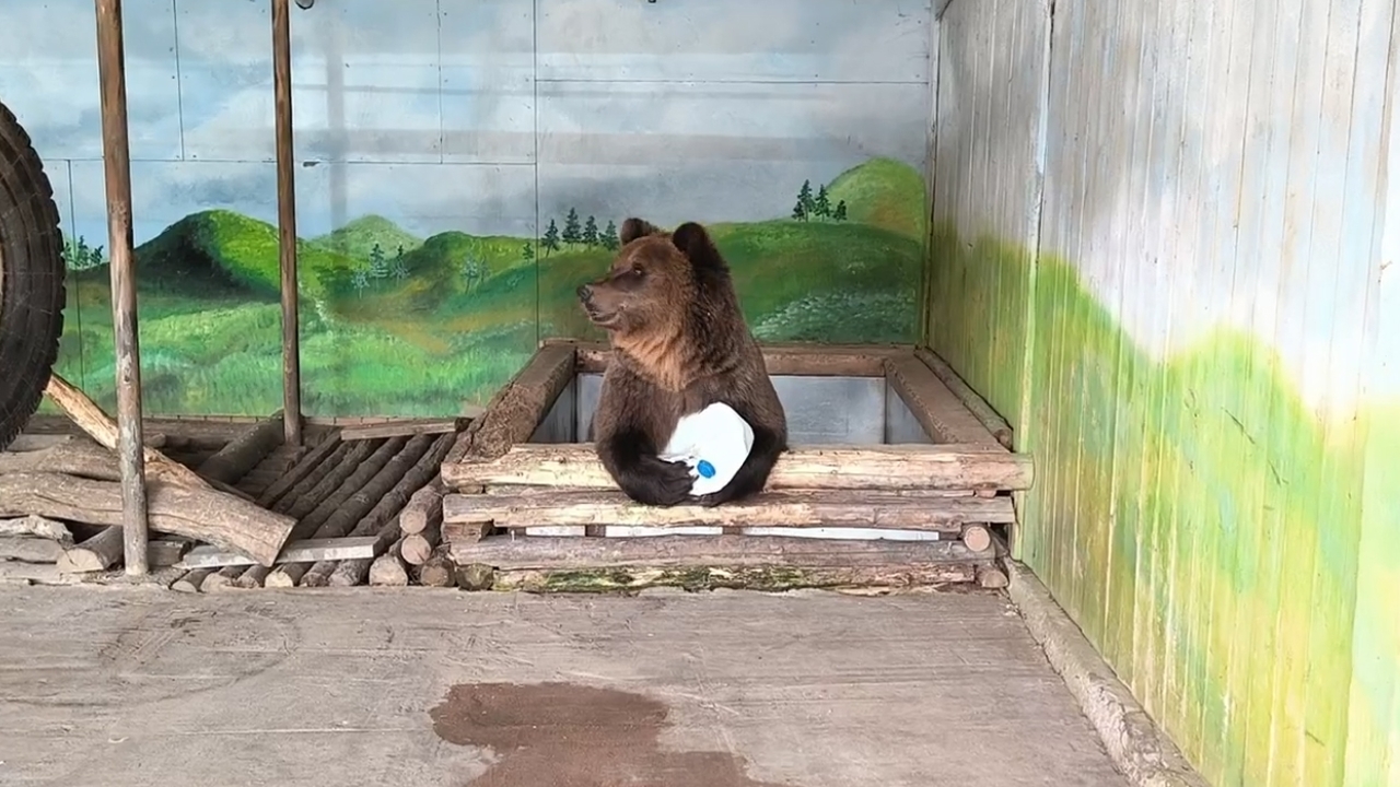 Самарский зоопарк поделился видео того, как игр...