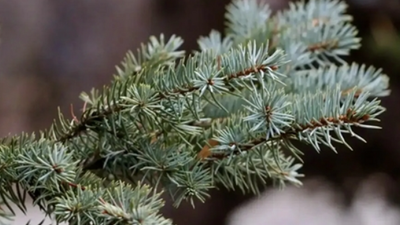 В Загородном парке хотят высадить сотню новых деревьев В Загородном парке в рамках экологической акции...