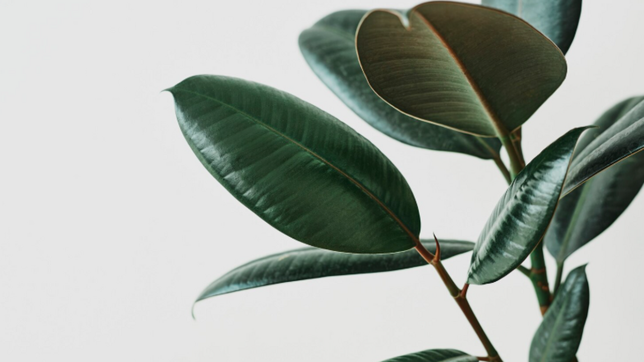 Вот почему ваш фикус вянет и не приносит благополучия: названо идеальное место для него — никогда не видела такого зеленого и красивого растения Фикусы пользуются большой популярностью среди л...