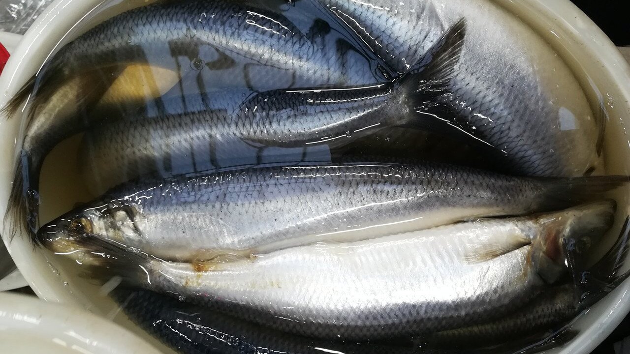 Даже не вздумайте брать эту рыбу: посадите печень, почки и нервную систему Все берут на рынке из-за низкой цены и даже не ...