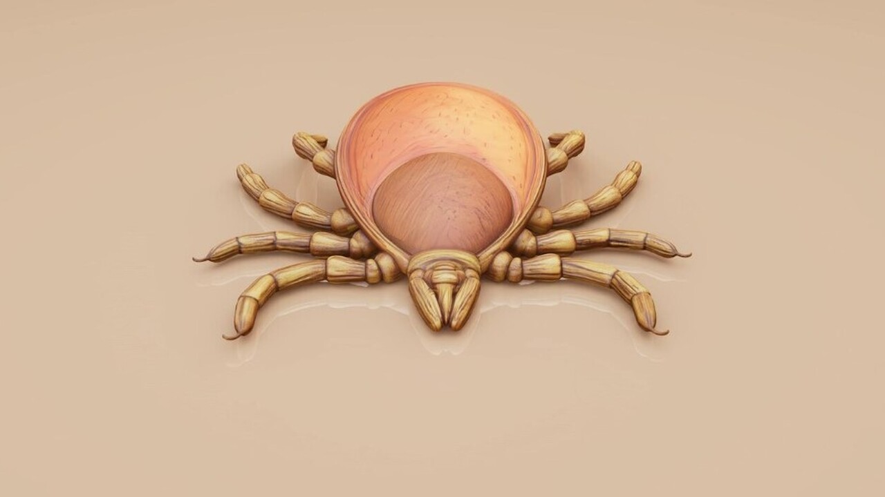 Предупреждение от ученых: новая клещевая инфекция – угроза здоровью человека Учёные идентифицировали новый вид риккетсий — R...