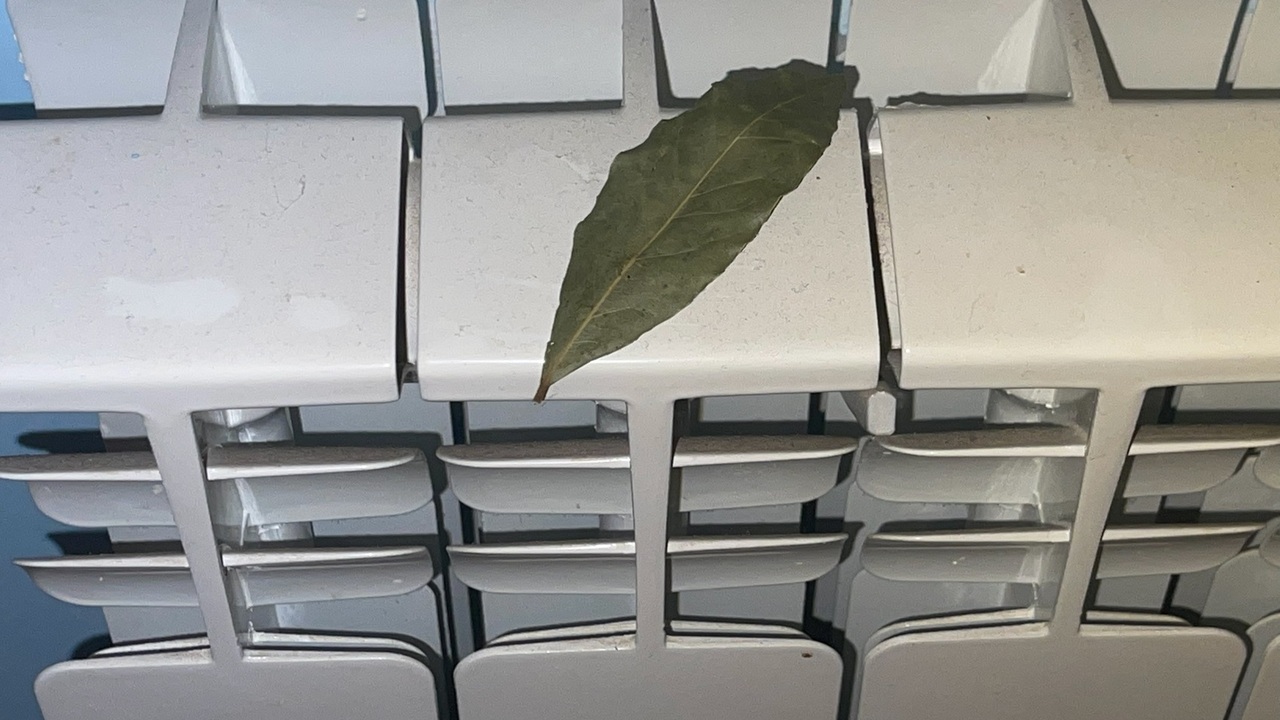 С первыми заморозками кладу лавровый лист на батарею: вот для чего это делаю — разница ощущается сразу Лавровый лист: секретное оружие против сухости ...