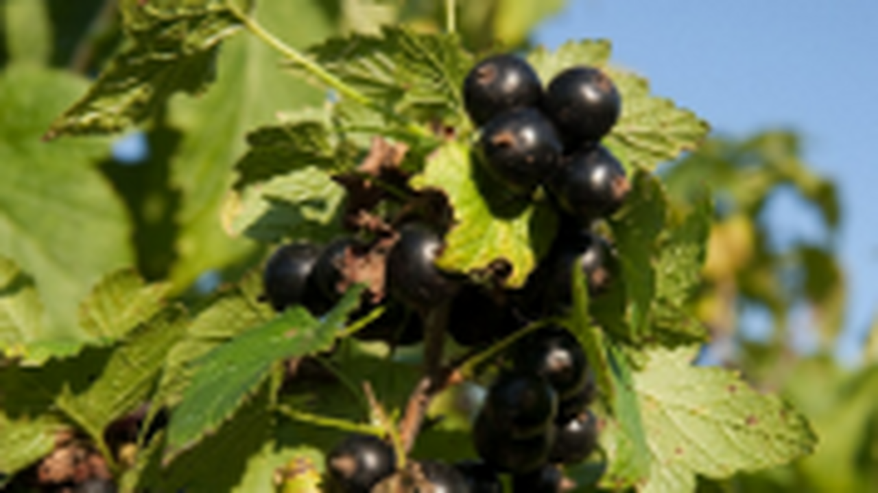 Международная группа ученых обнаружила, что упо...