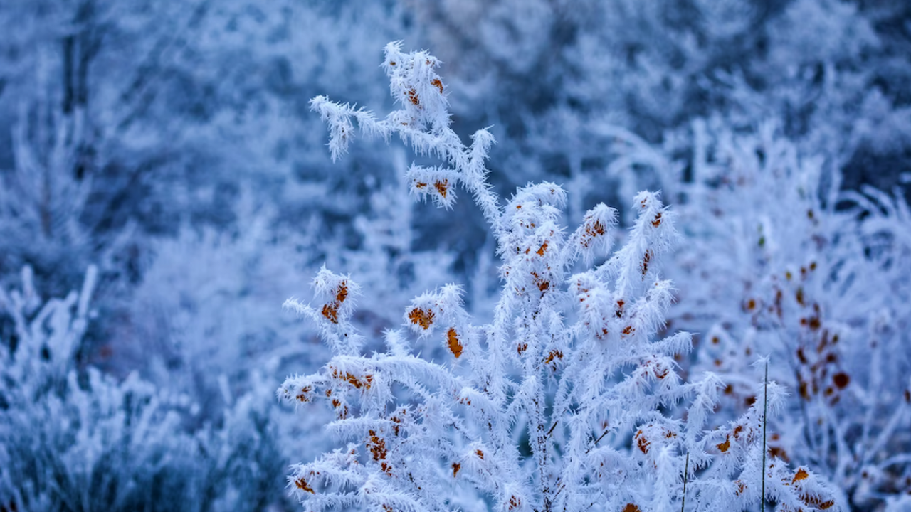 На текущей неделе в регионе Среднего Поволжья, ...