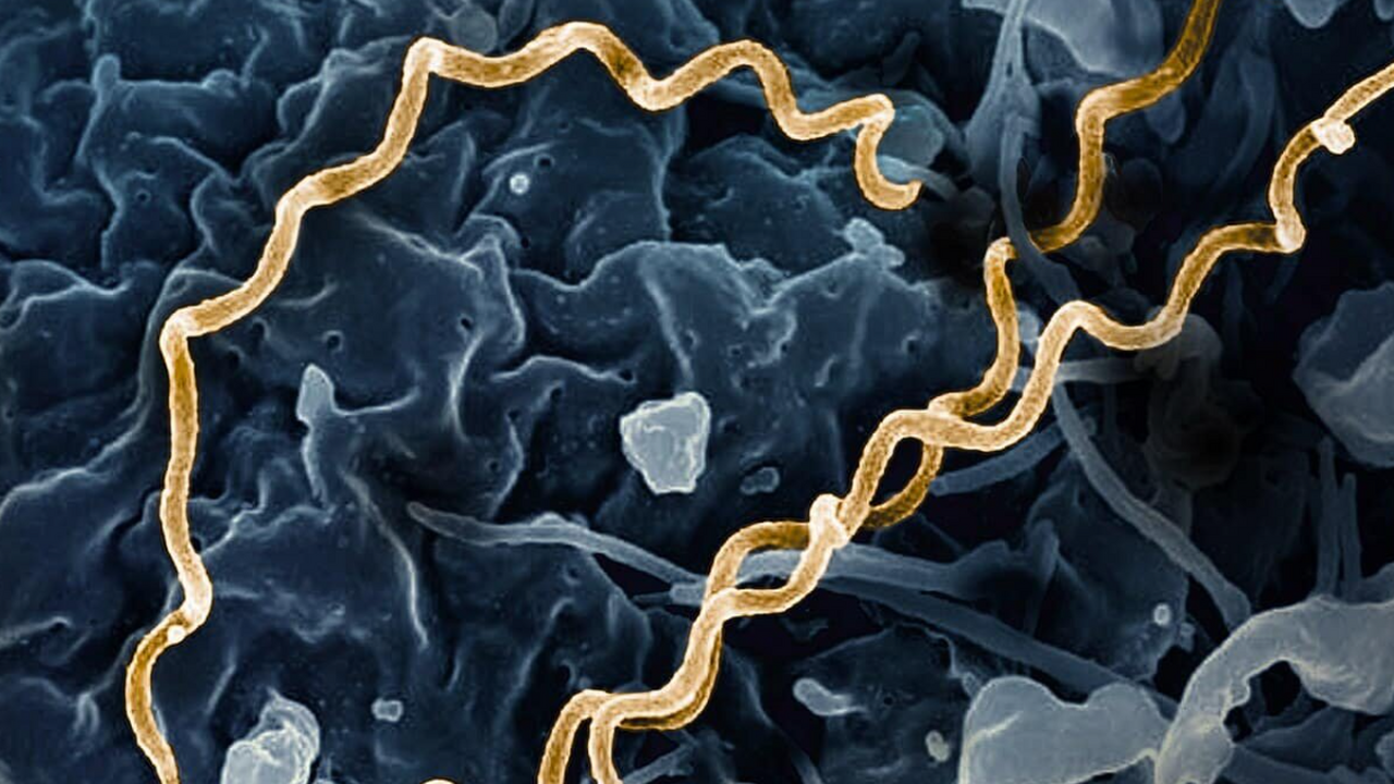 Международная группа исследователей, специализи...