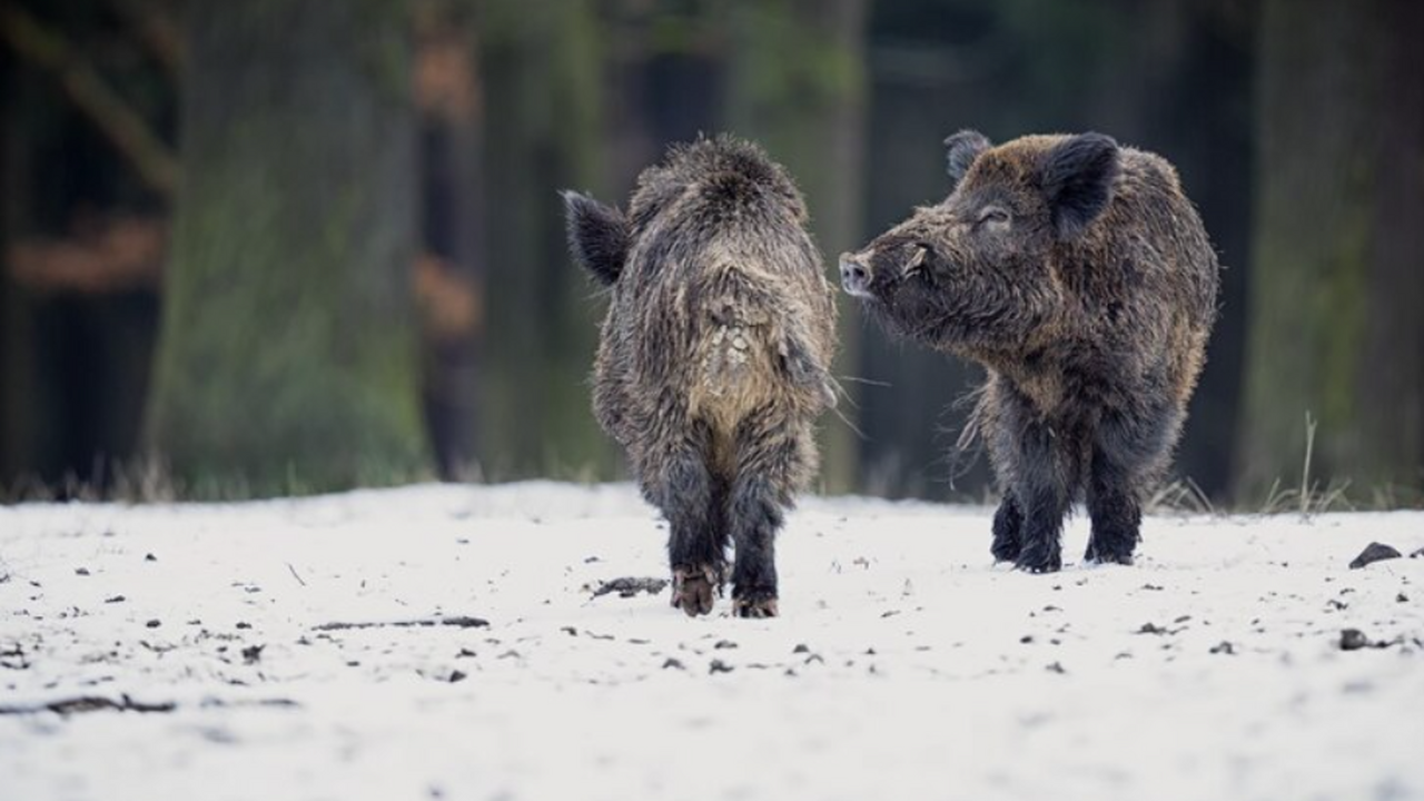 В заповедных лесах Национального парка «Самарск...