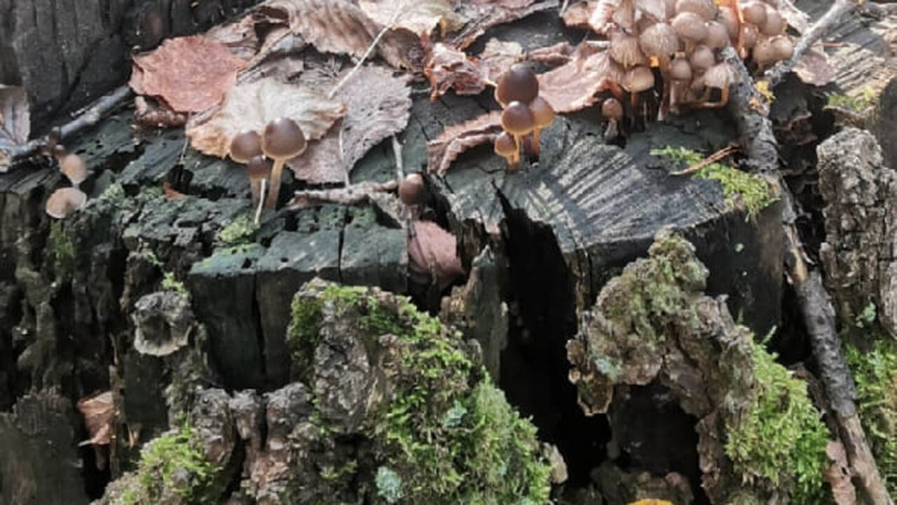 Под Лугой палеонтологи обнаружили окаменелый пень возрастом около 385 млн лет В окрестностях города Луга, Ленинградская облас...