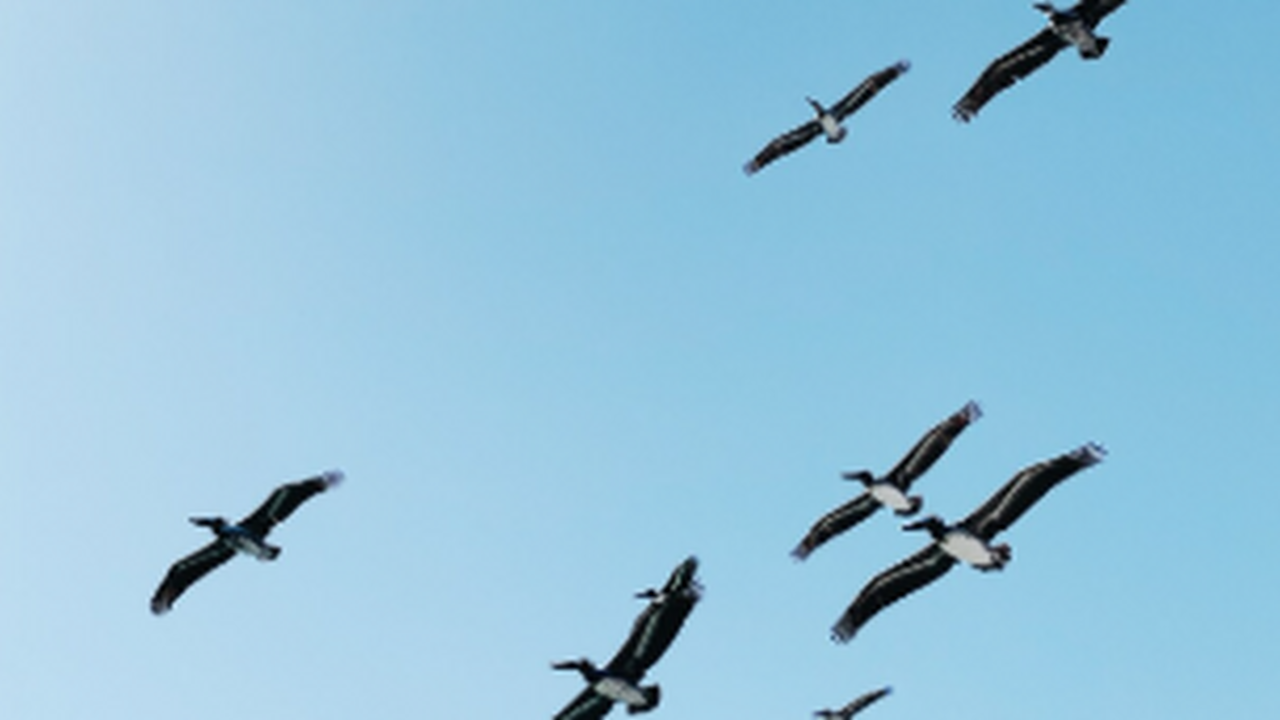 Российские ученые провели экспедицию на побереж...