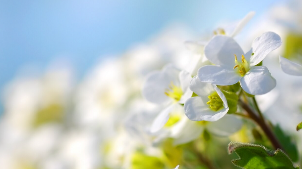 В городе Самаре проводится весенний месячник по...