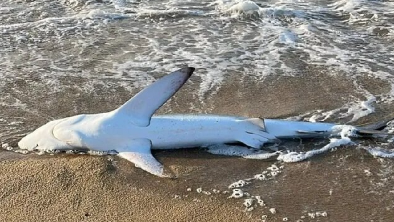 На испанском побережье обнаружили мёртвую акулу...