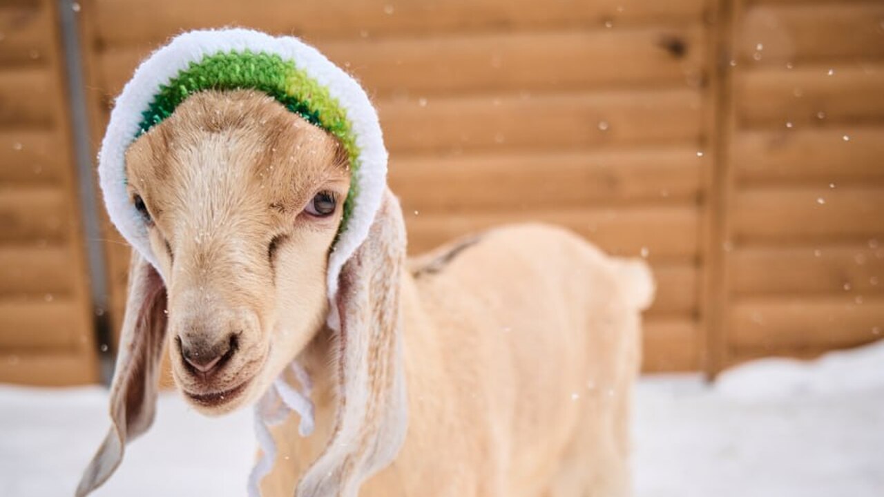 На ферме альпак дяди Васи в ТК «Амбар» в Самаре...