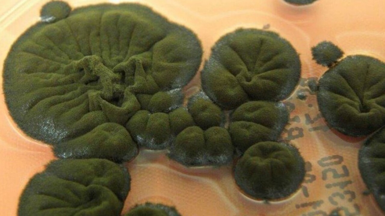 В зоне отчуждения Чернобыльской атомной электро...