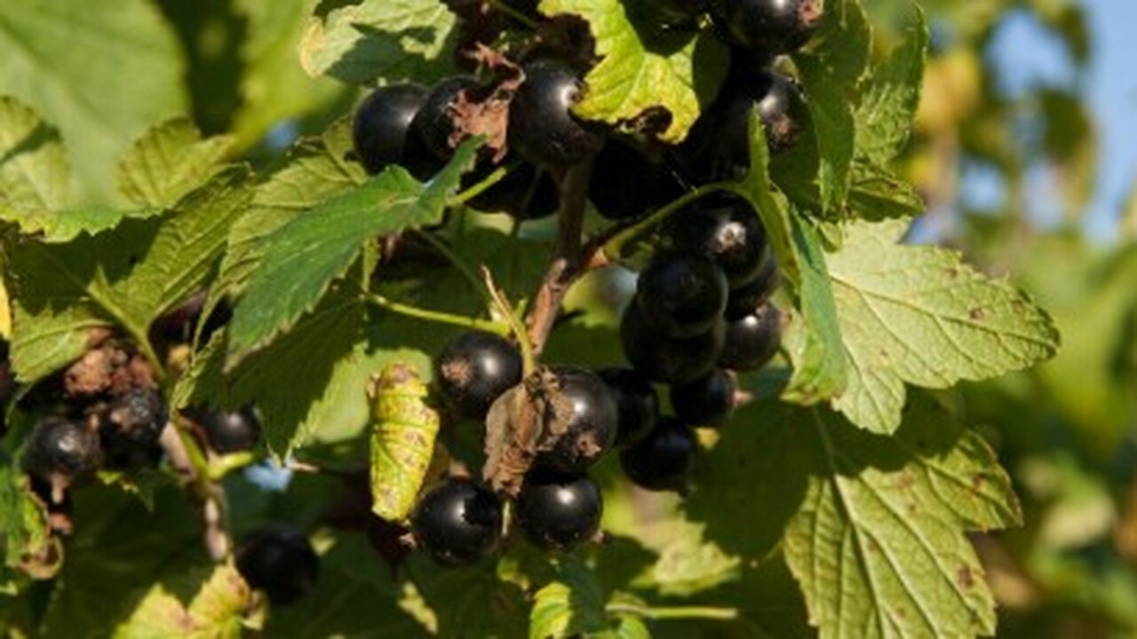 Бурятская государственная сельскохозяйственная ...