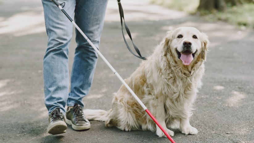 Незрячие самарцы теперь могут получать выплату на собак-проводников С начала 2026 года в Самарской области реализуе...