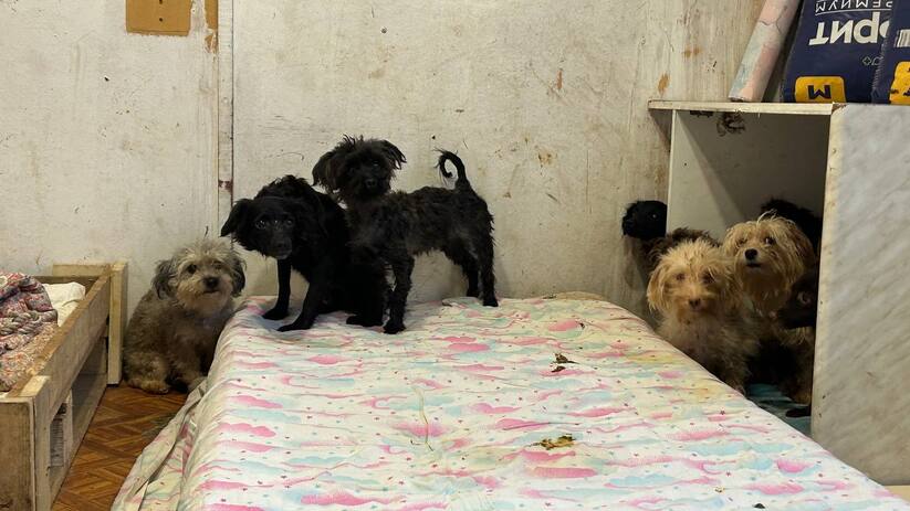 Более 130 собак спасли волонтеры от голодной смерти в тольяттинской квартире: самарский приют взял на попечение 15 из них — фоторепортаж Зима – самое сказочное время года, когда все во...