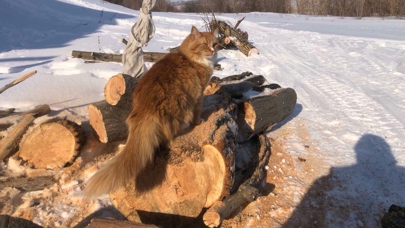 Жителей Самарской области с 2026 года обяжут регистрировать домашних питомцев С 2026 года в Самарской области будут введены н...