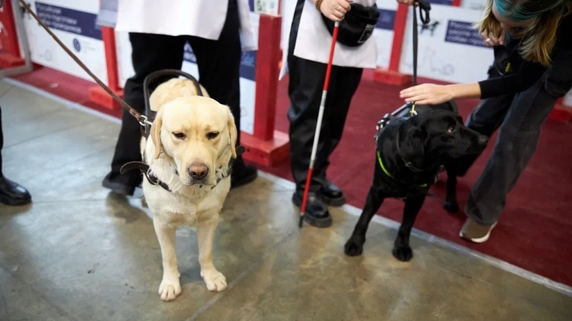 В Самаре строят бесплатные площадки для тренировок с собаками: влияние на проблему с бездомными животными и где уже можно гулять с хвостатыми В Самаре появляется все больше и больше площадо...