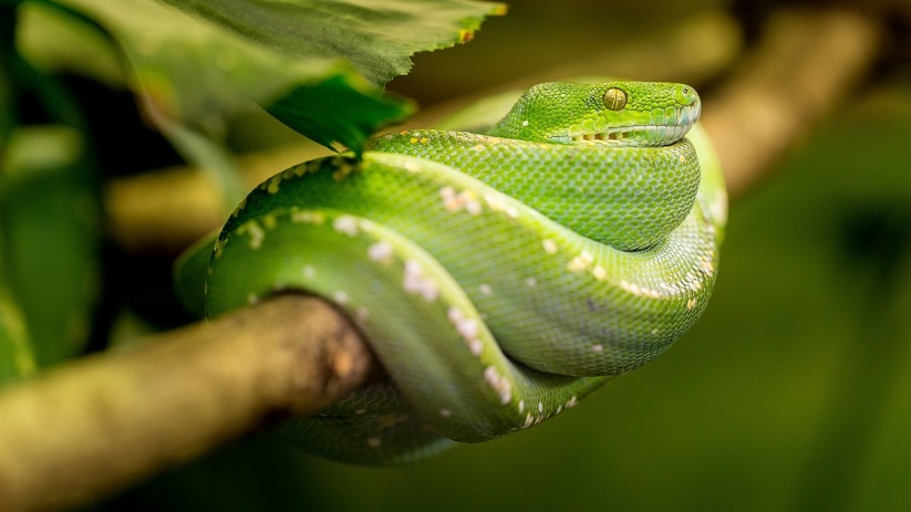 The snake brings good luck on its tail: Pavel Globa named 3 zodiac signs that will make the symbol of the year 2025 interesting