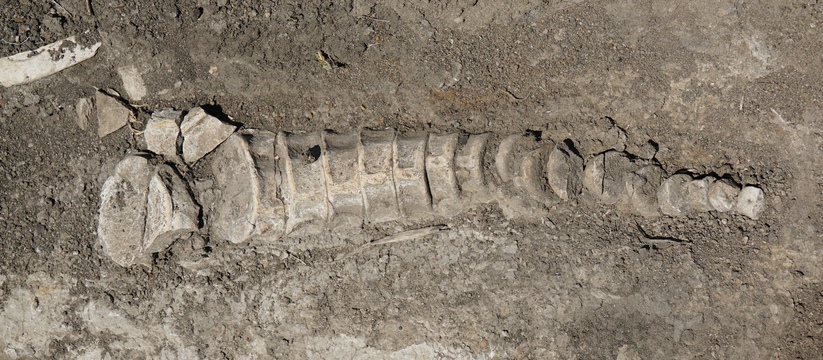 В Самарской области обнаружили уникальную находку! Останки ихтиозавра, который обитал здесь от 100 до 200 млн лет назад, теперь хранятся в музее Алабина
