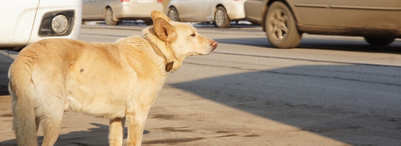 Приют «Хати» займется отловом бездомных собак за 15 млн в Самаре до 31 декабря 2022 года