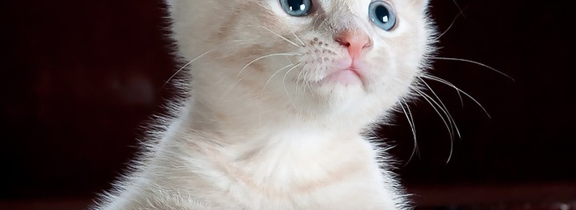 В Самаре 29 и 30 октября в центре «Экспо-Волга»...