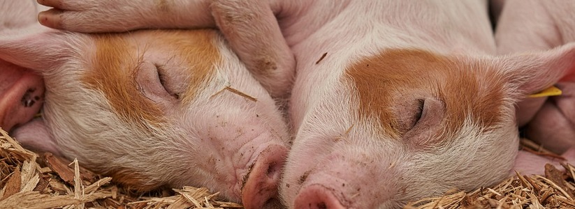 В двух районах Самарской области запретили охоту из-за африканской чумы свиней