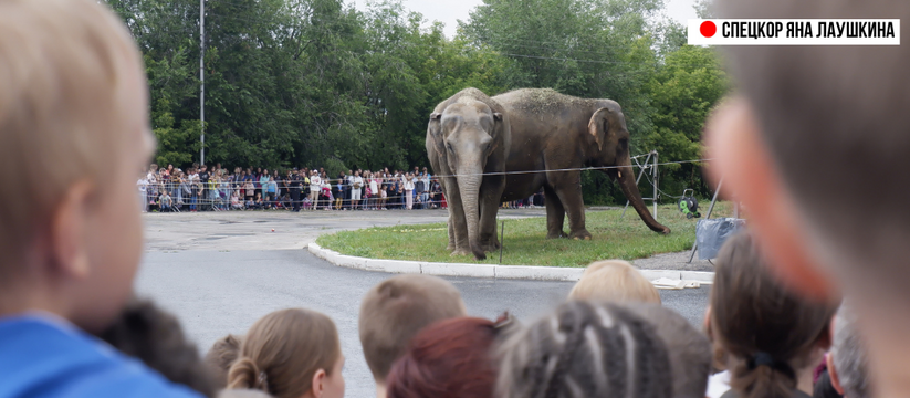 В центре Самары разгуливали два огромных слона: дети плакали, их мамы кричали, - специальный репортаж