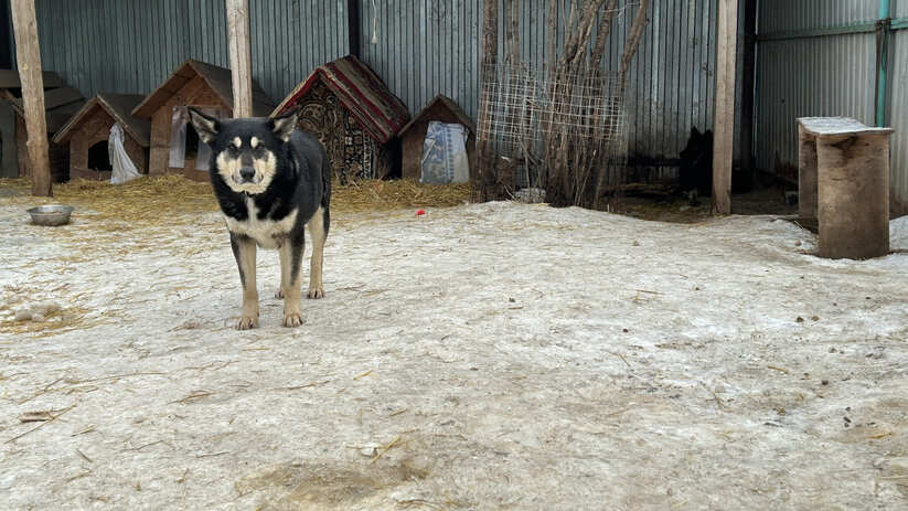 «Дети испугались, с криками и визгами помчались прочь, а псы за ними»: в Куйбышевском районе Самары пытаются отловить стаю агрессивных собак Жители Куйбышевского района пожаловались на без...