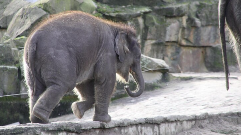 В городе Самаре произошел инцидент, связанный с...
