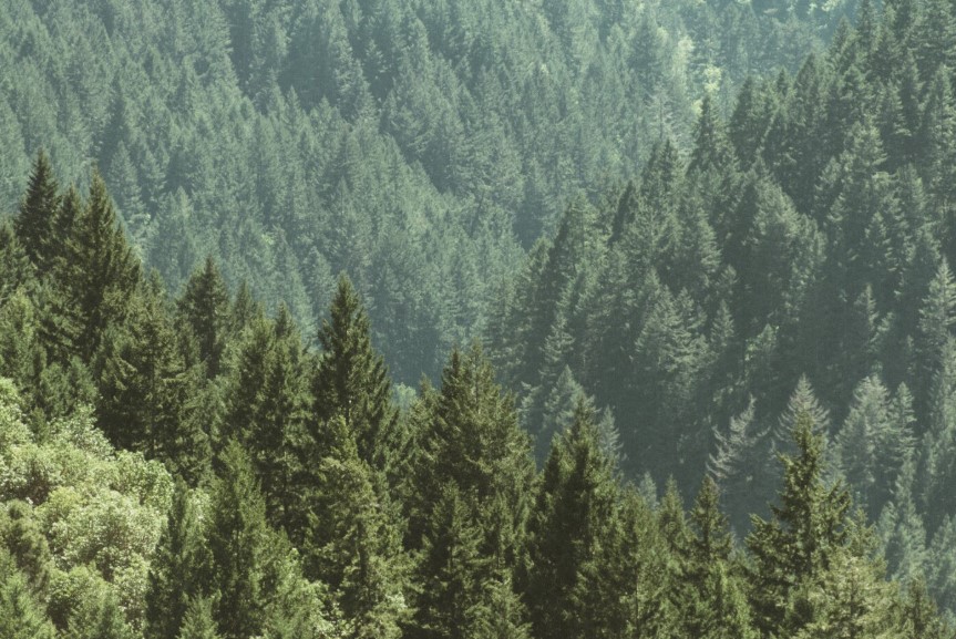  Врач Евгений Таратухин: запах хвои приводит к укреплению иммунитета 