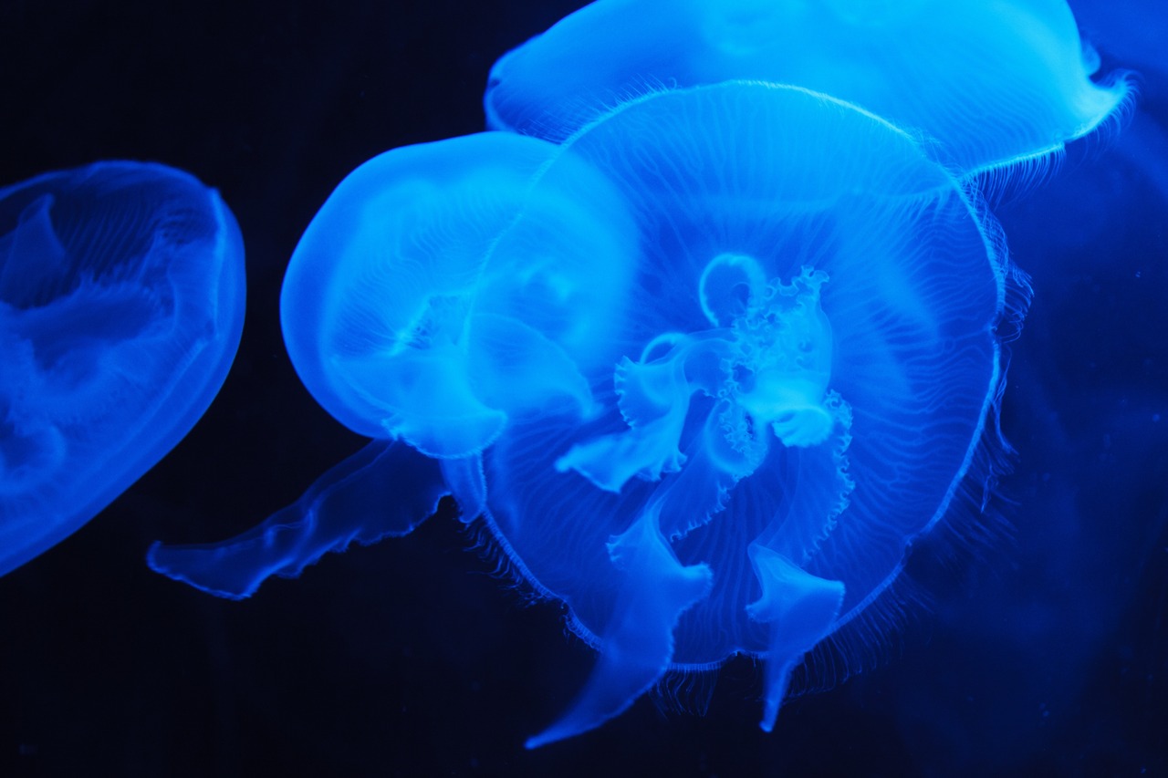  Полный запрет на купание в Черном море: россиян предупредили о нашествии опасных медуз 