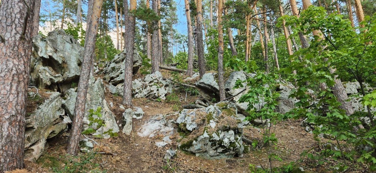  В Самаре 6 гектаров земли стали частью лесничества 