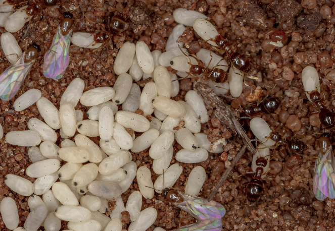 Крупа больше не заводит жучков — а надо всего-то 2 лавровых листа и зубчик чеснока: соседка-повариха раскрыла мне шикарный способ