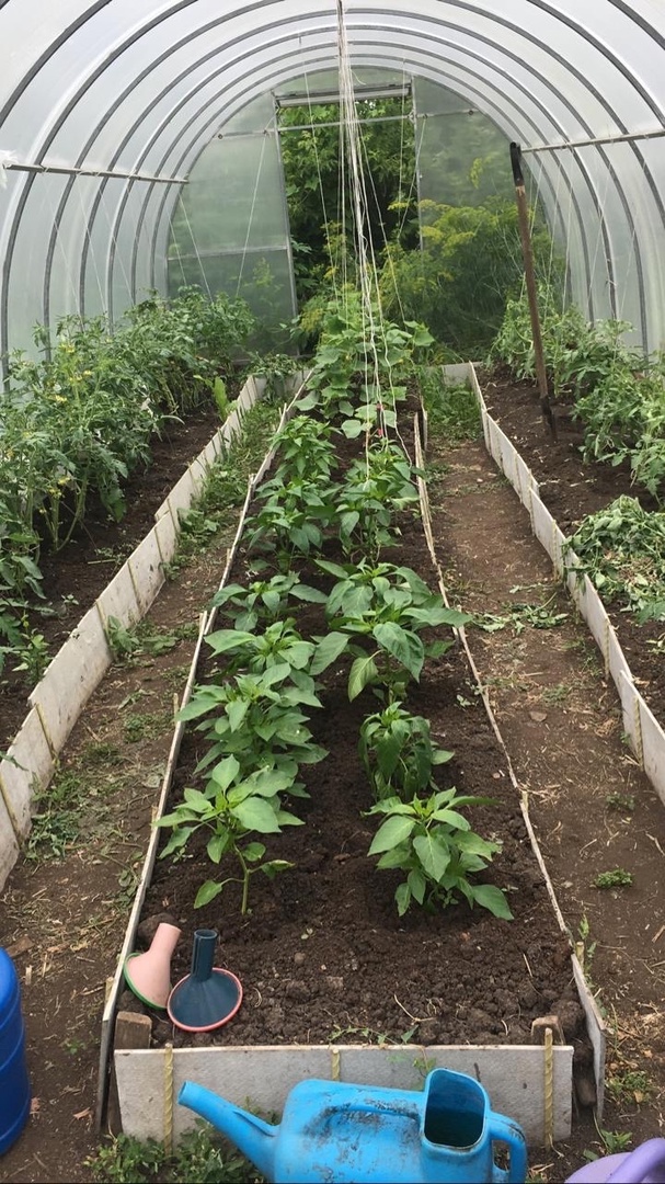  Самый вредный летний овощ: а мы его выращиваем на каждой даче, едим, еще и детям даём 