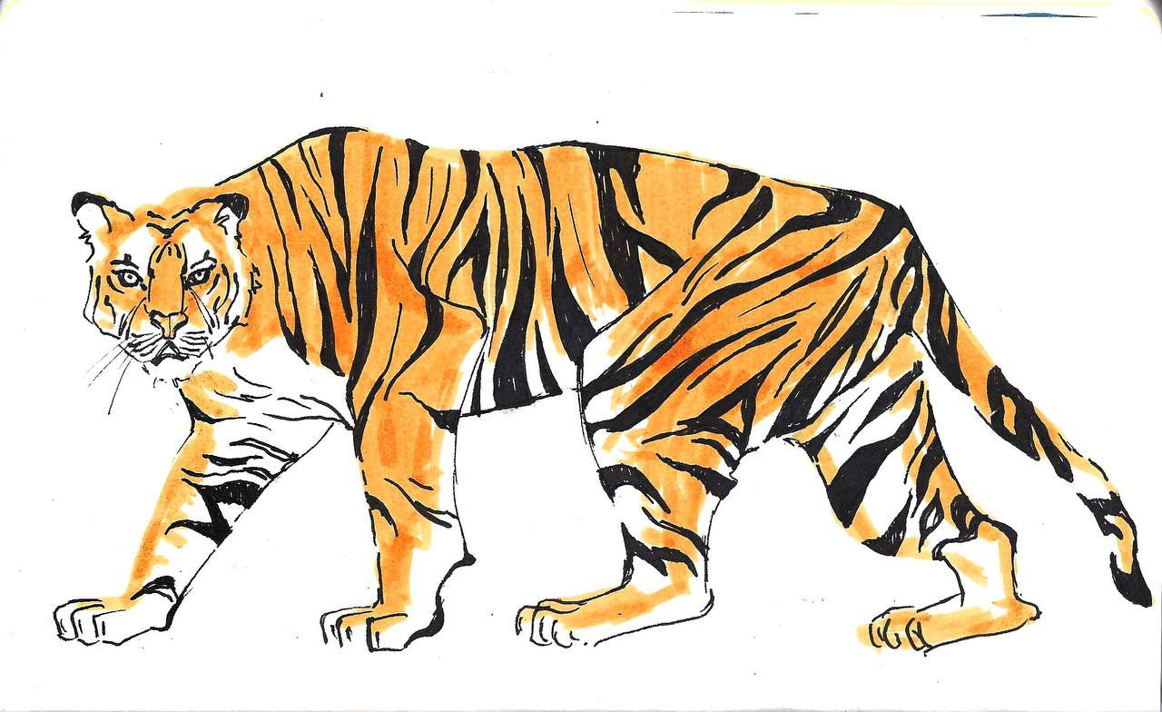  29 июля в Штабе общественной поддержки состоится мероприятие, посвященное Международному дню тигра 