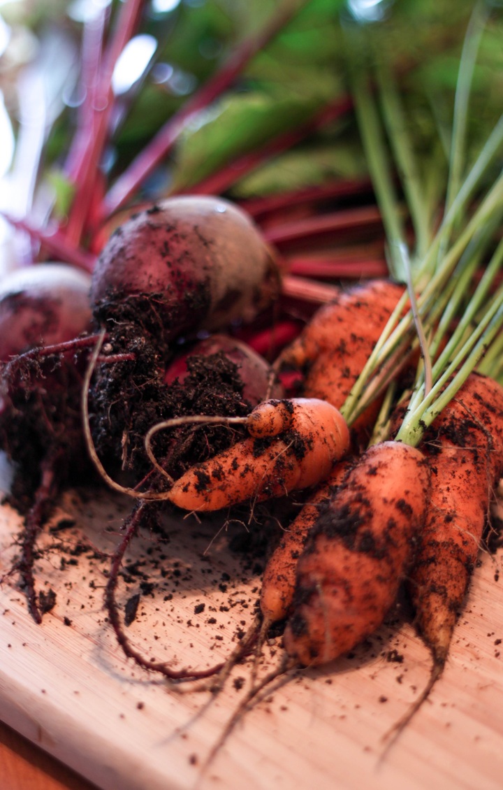  Морковь моментально пойдёт в рост: в июле полейте грядку таким раствором — первый шаг к хорошему урожаю 