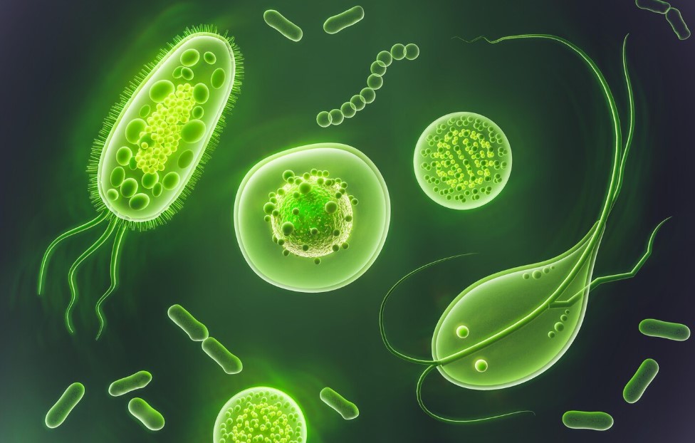  Опасные амебы угрожают планете: ученые-экологи ведут поиск новых способов борьбы 