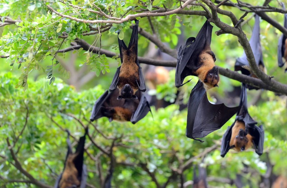  Коронавирус 2.0: скрытый вирус летучих мышей грозит заражением людей 