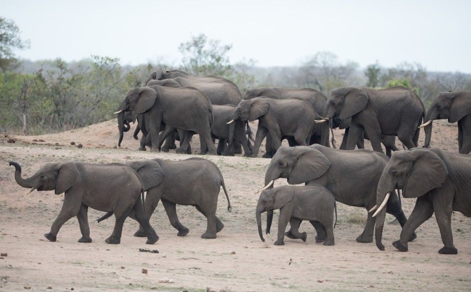 Из-за бактерий кофе, прошедший через желудок слона, становится «шоколадным»