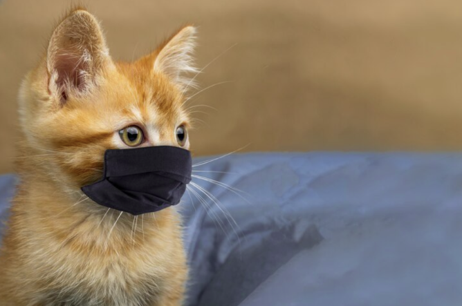 В Самарской области в 2 селах обнаружили вспышку бешенства и ввели карантин