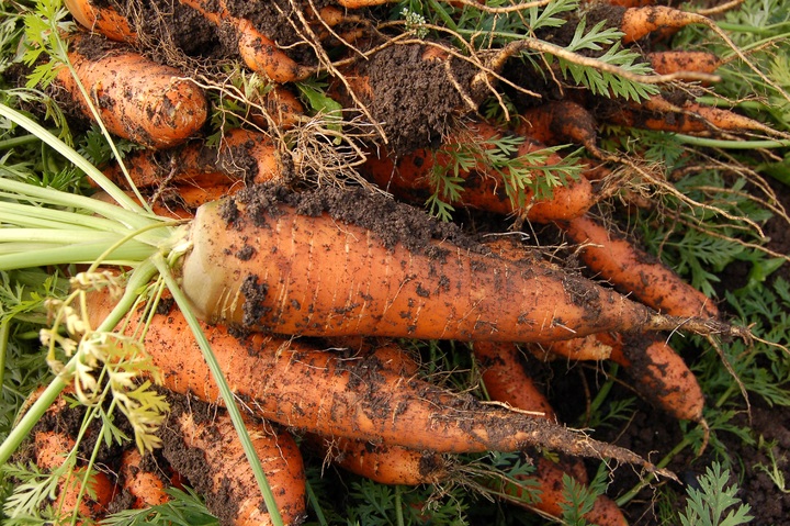 Морковь моментально пойдёт в рост: в июле полейте грядку таким раствором — саженцы отблагодарят вас щедрым урожаем 