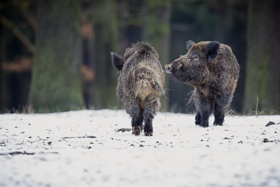 Фотоловушка сняла в лесу под Самарой семейство кабанов, которые искали еду