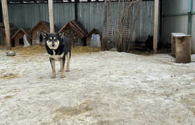 «Дети испугались, с криками и визгами помчались...