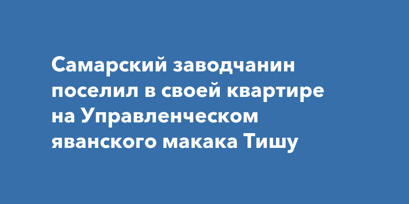 Обезьяна в домашних условиях: содержание, уход